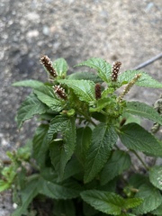 Acalypha chamaedrifolia