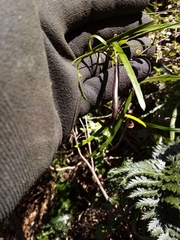 Parsonsia capsularis
