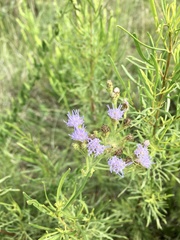 Chromolaena hirsuta