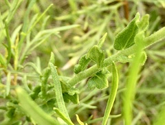 Chromolaena hirsuta