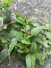 Acalypha chamaedrifolia