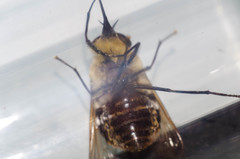 Fidena