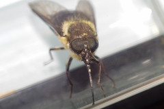 Fidena