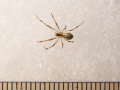 Pityohyphantes phrygianus