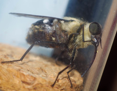 Fidena
