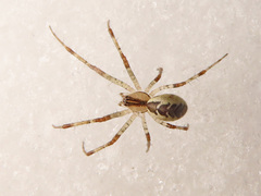 Pityohyphantes phrygianus