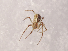 Pityohyphantes phrygianus