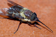 Fidena