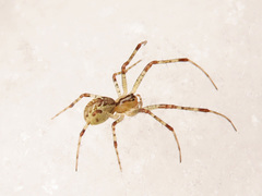 Pityohyphantes phrygianus