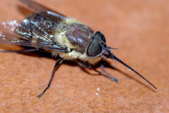 Fidena