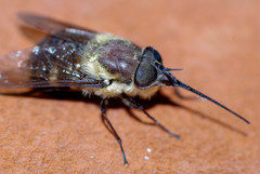 Fidena