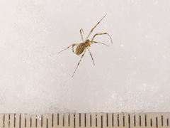 Pityohyphantes phrygianus