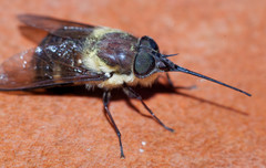 Fidena