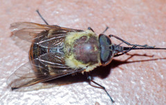 Fidena