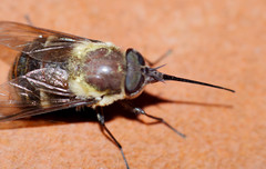 Fidena