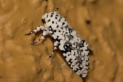 Lichnoptera decora