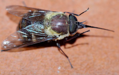 Fidena