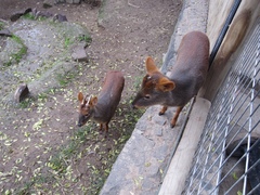 Pudu