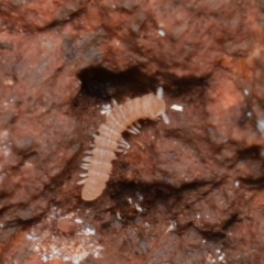 Striariinae