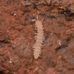 Striariinae