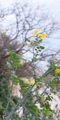 Hippocrepis emerus
