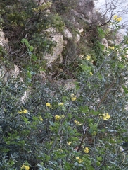 Hippocrepis emerus