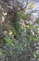 Hippocrepis emerus