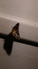 Chrysolarentia lucidulata