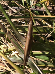 Leptysma marginicollis