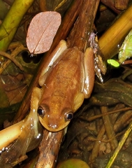 Afrixalus fornasini