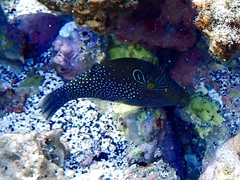 Canthigaster