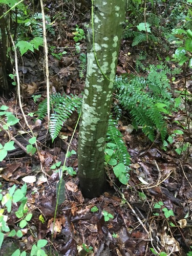 Image of Castanea ozarkensis by (c) Hill Craddock, some rights reserved (CC BY)