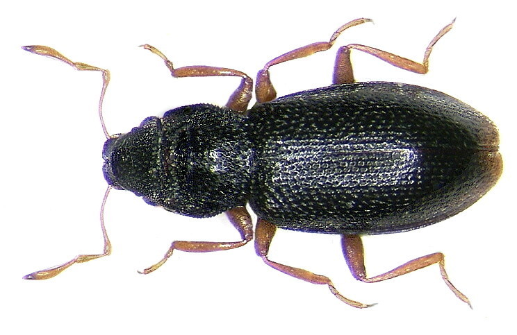 Hydraena
