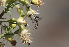 Dioprosopa clavata