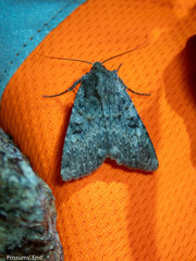 Ichneutica virescens