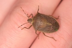 Nezara viridula