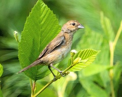 Indigo Bunting photo 3