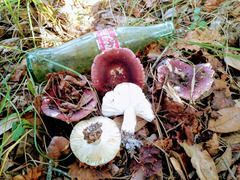 Russula vinacea
