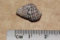 Clypeomorus petrosa