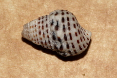 Clypeomorus petrosa