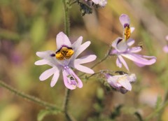 Schizanthus hookeri