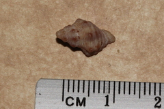 Phycothais reticulata