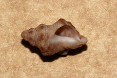 Phycothais reticulata