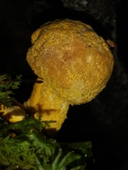 Hypomyces luteovirens