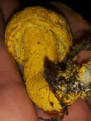 Hypomyces luteovirens