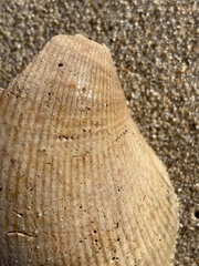 Dallocardia quadragenaria