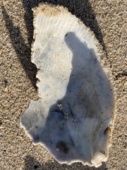 Dallocardia quadragenaria