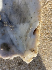 Dallocardia quadragenaria