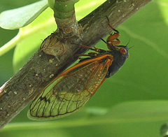 Magicicada tredecassini