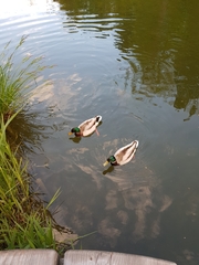 Anas platyrhynchos
